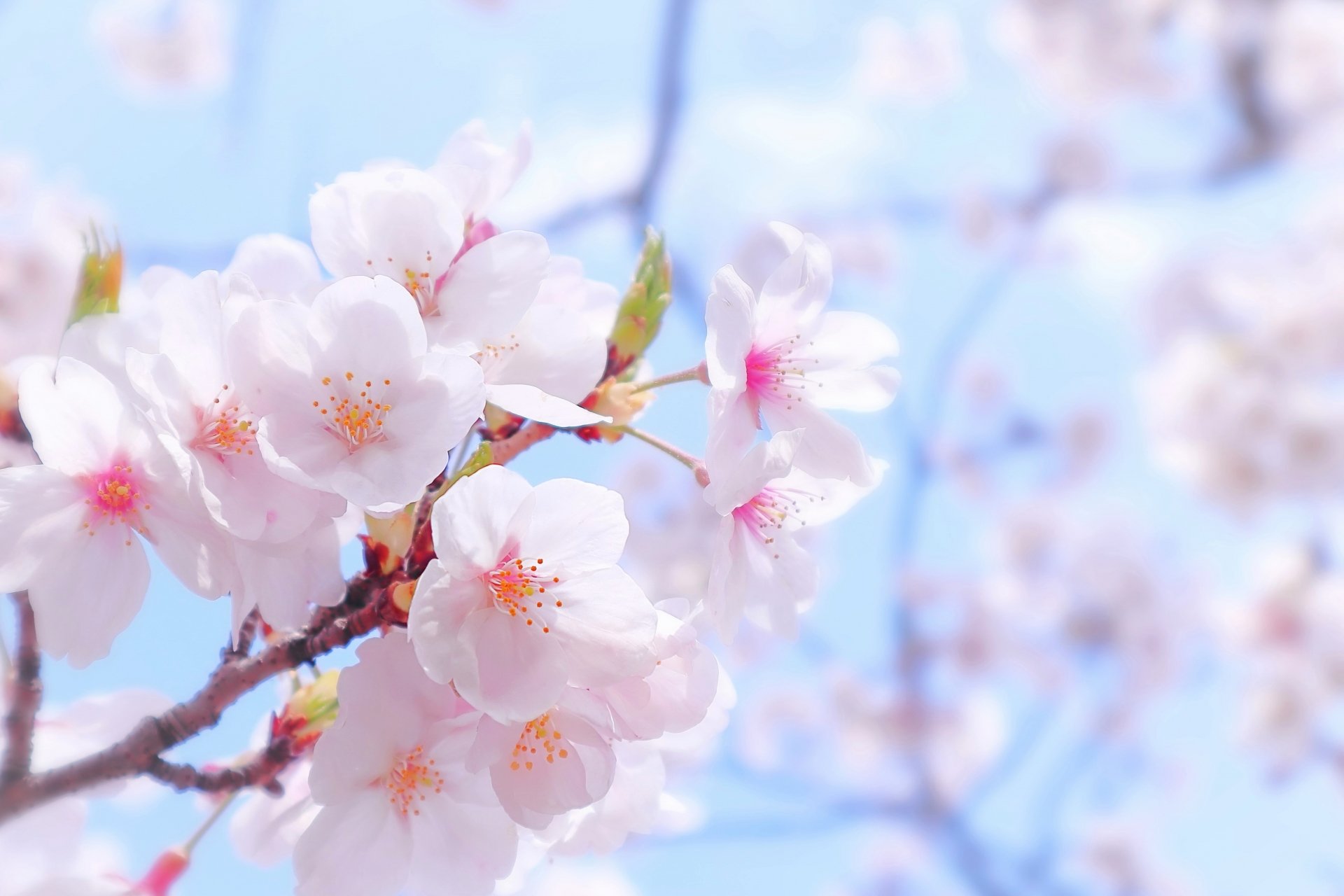 hanami_01.jpg