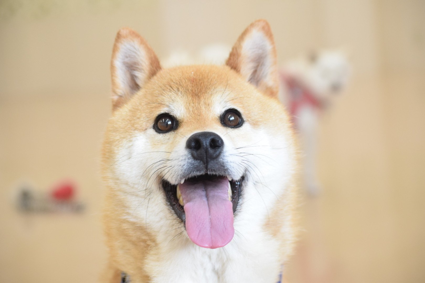 dogday_01.jpg
