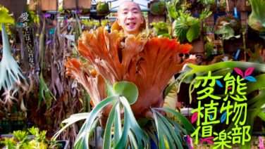 ひょうろく コラボ